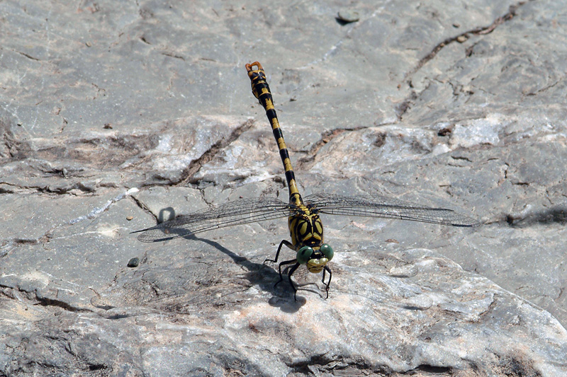 Da determinare 1 - Onychogomphus forcipatus unguiculatus